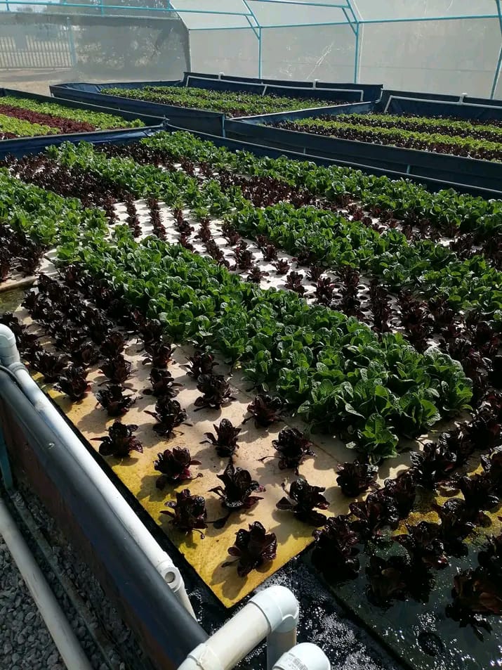 Hydroponics